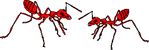 Ants